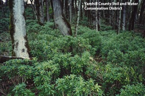 Spurge Laurel