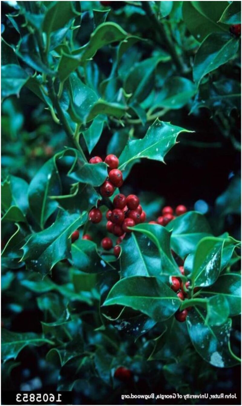 English Holly