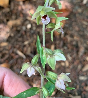 Garden Helleborine